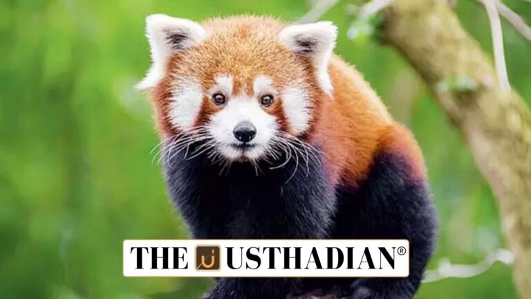 Red Panda Cubs Born in Gangtok Spark Conservation Hopes