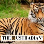 Sundarbans Tiger Reserve Expansion
