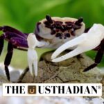 Unique Freshwater Crabs Identified in Kerala Highlands