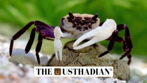 Unique Freshwater Crabs Identified in Kerala Highlands