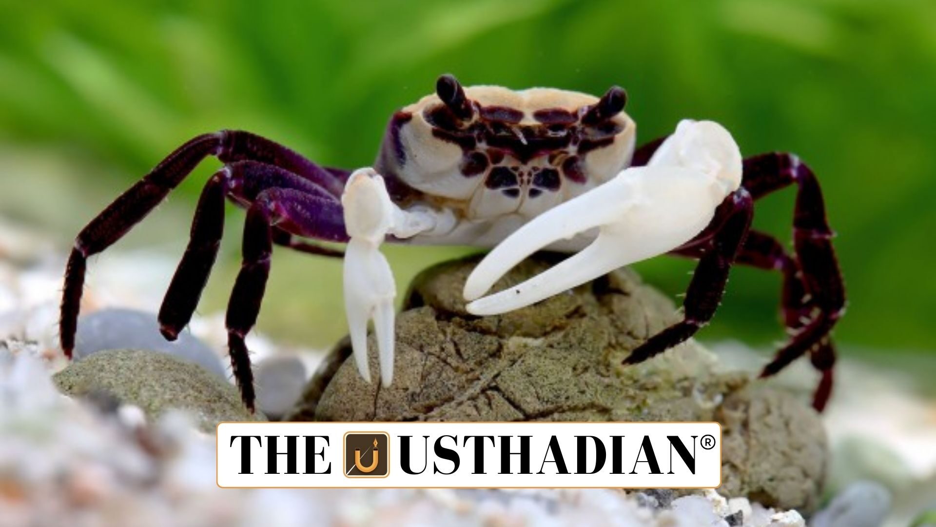 Unique Freshwater Crabs Identified in Kerala Highlands