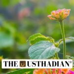 Plants as the Most Economically Impactful Invasive Species