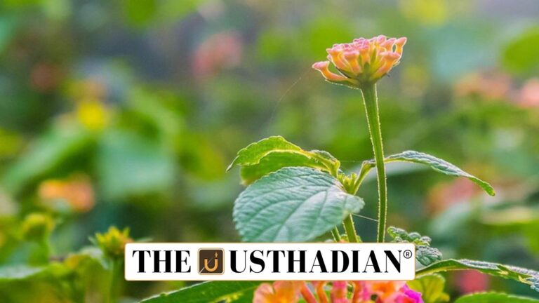 Plants as the Most Economically Impactful Invasive Species