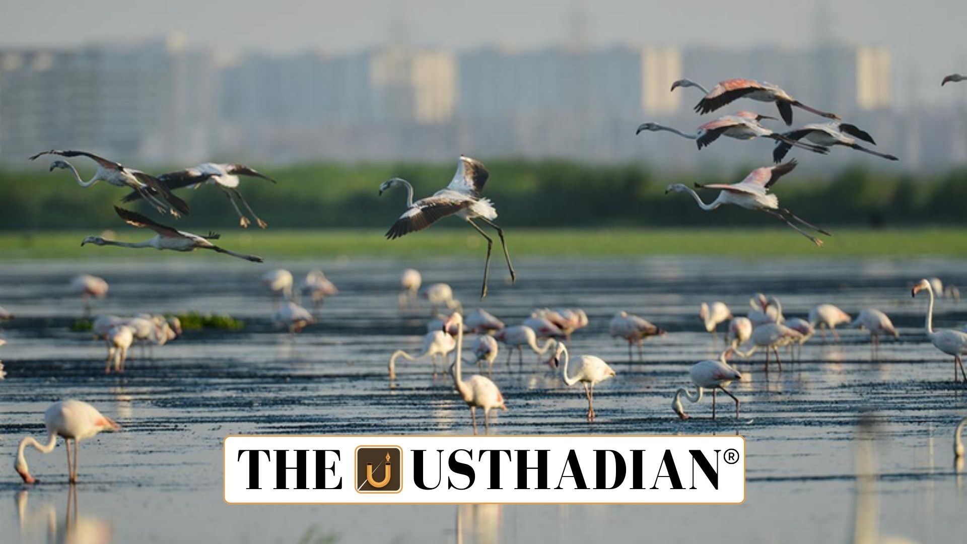 Chennai City Biodiversity Index Sets New Benchmark