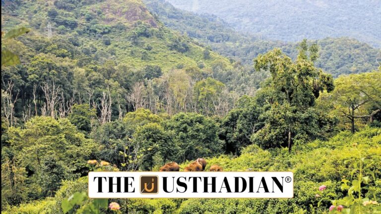 India’s Forest Loss Far Outweighs Gains in Recent Years