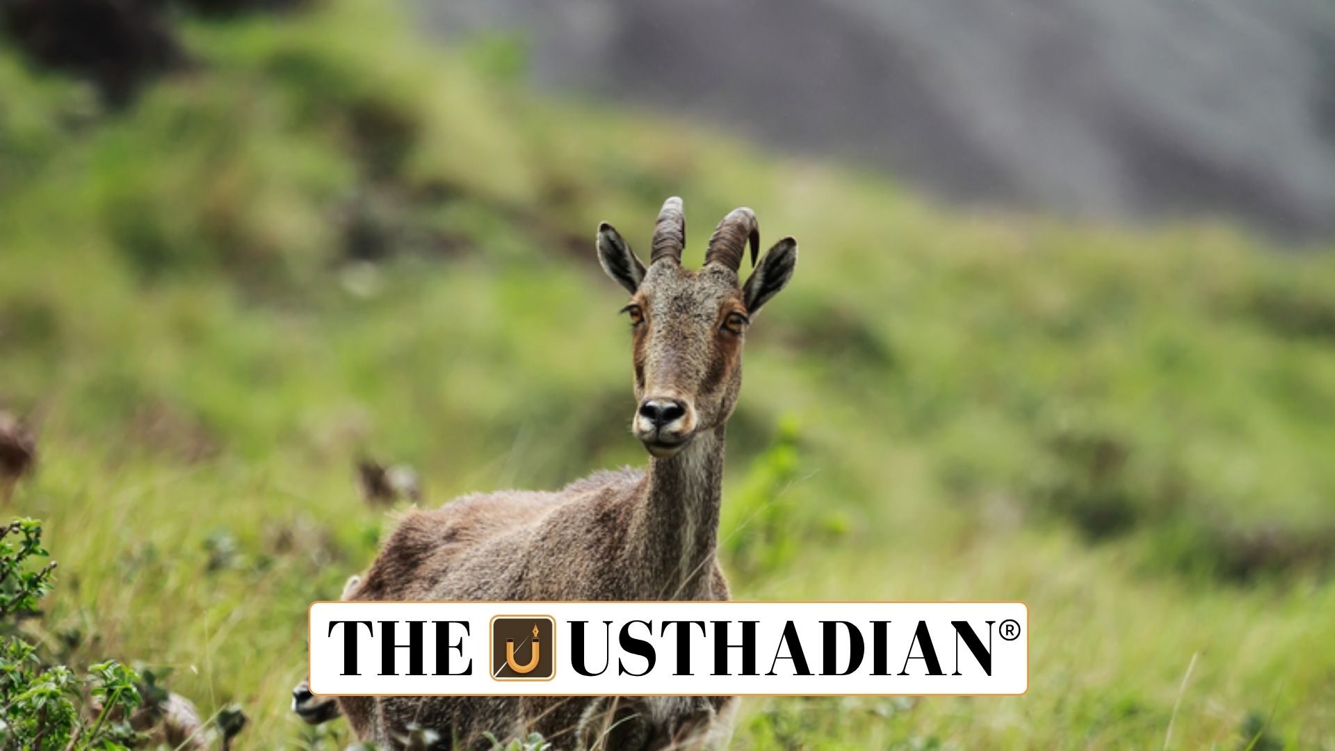 Rising Nilgiri Tahr Population in Tamil Nadu