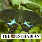 Thattekad Bird Sanctuary and New Faunal Discoveries