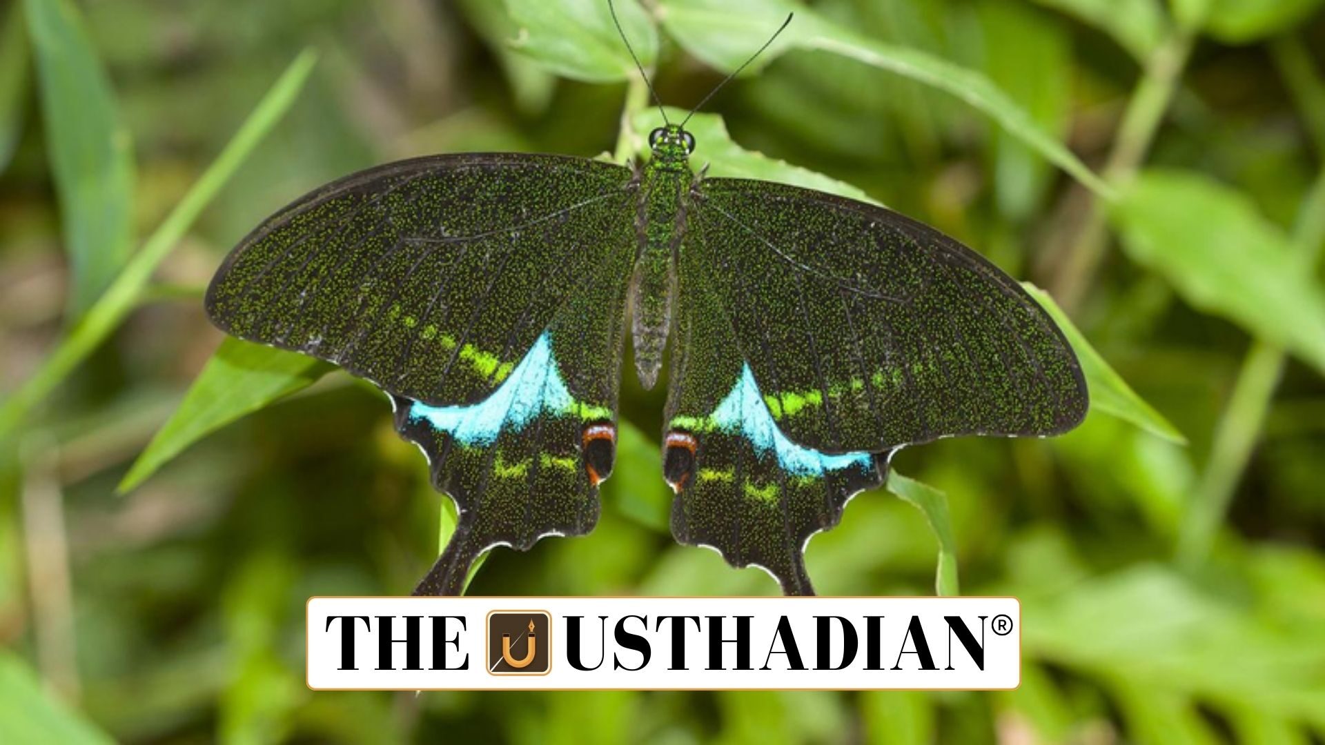 Thattekad Bird Sanctuary and New Faunal Discoveries