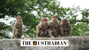 Mission Bonnet Macaque