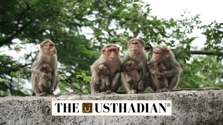 Mission Bonnet Macaque