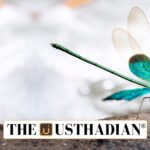 Rare Dragonfly Rediscovered in Western Ghats Highlands