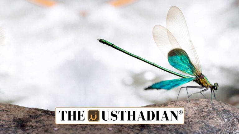 Rare Dragonfly Rediscovered in Western Ghats Highlands