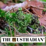 New Fungal Discoveries in Western Ghats