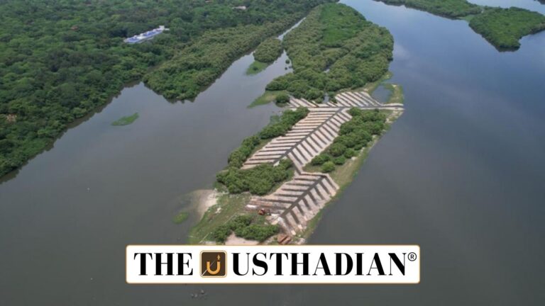 New Mangrove Belt in Adyar Estuary