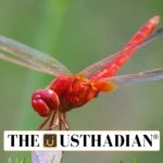 Scarlet Dragonfly Rediscovered in Kerala