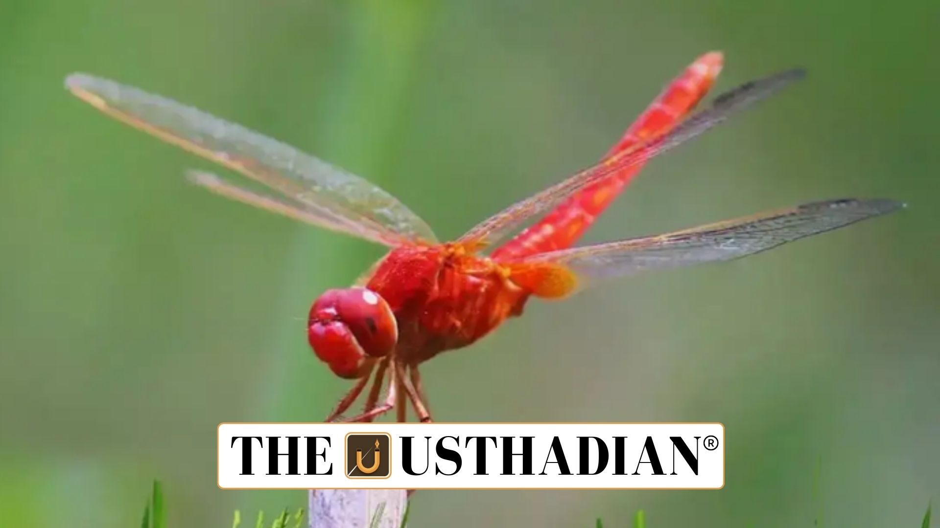 Scarlet Dragonfly Rediscovered in Kerala