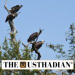 Vulture Conservation Key To Pandemic Preparedness