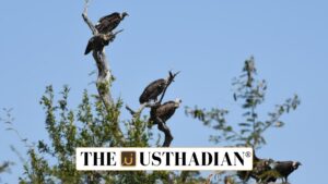 Vulture Conservation Key To Pandemic Preparedness