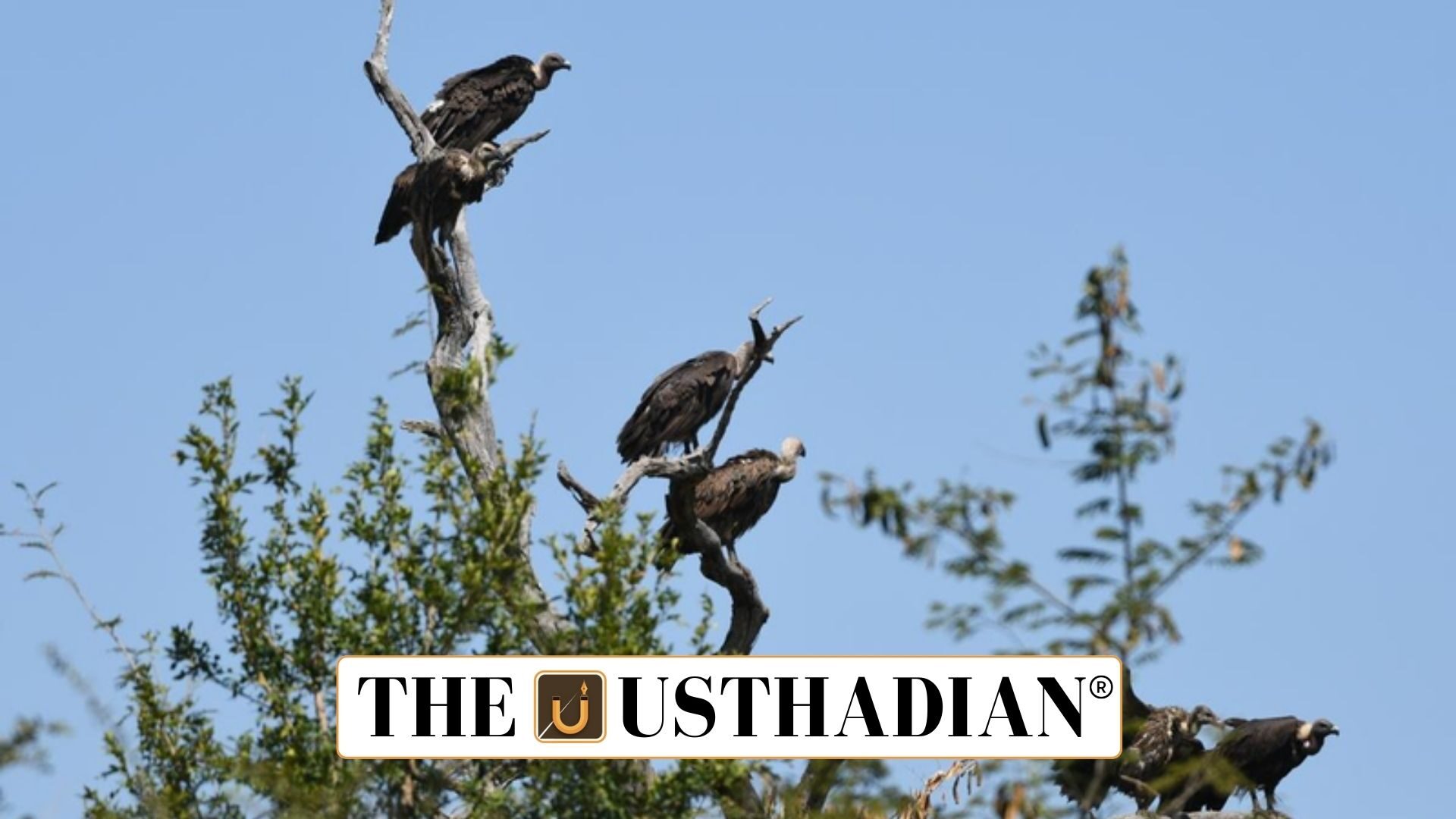 Vulture Conservation Key To Pandemic Preparedness