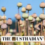 Annual Licensing Policy for Opium Cultivation 2025-26