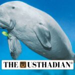 India’s Dugong Conservation Reserve gains global recognition