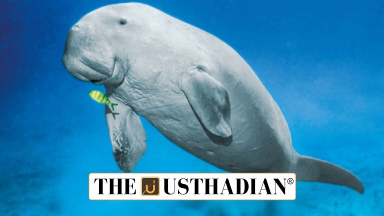 India’s Dugong Conservation Reserve gains global recognition