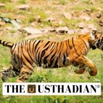 MoEFCC Approval for Tiger Translocation to Sahyadri