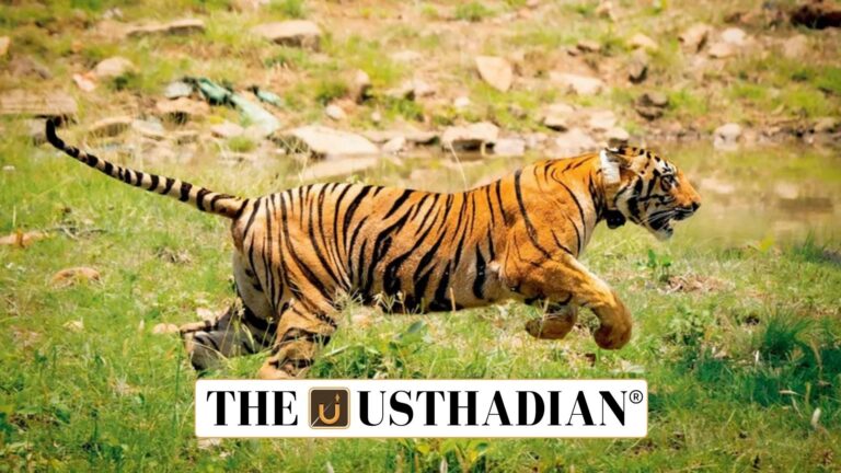 MoEFCC Approval for Tiger Translocation to Sahyadri