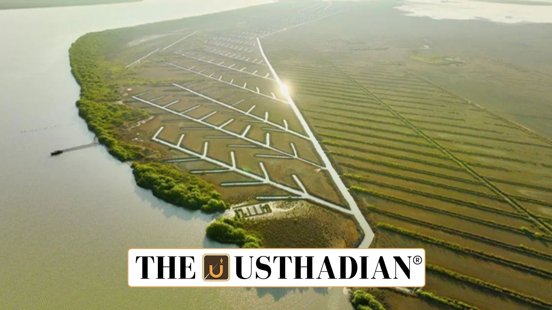 Mangrove Restoration Efforts in Tamil Nadu