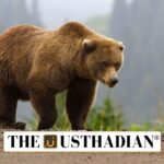 Himalayan Brown Bear in Focus