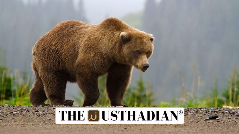 Himalayan Brown Bear in Focus