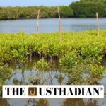 Tidal Mangrove Nursery in Tamil Nadu