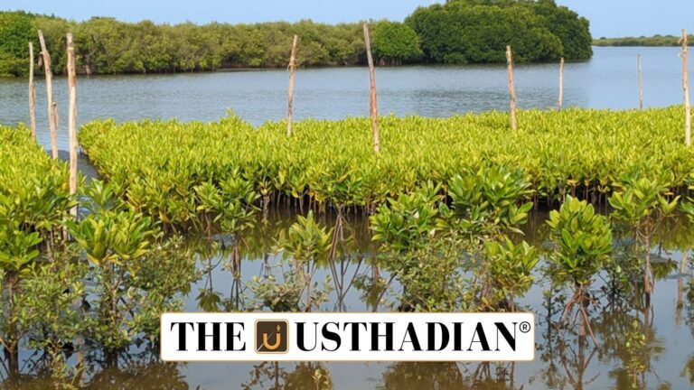 Tidal Mangrove Nursery in Tamil Nadu