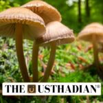 New Edible Mushroom Found in Meghalaya Forests