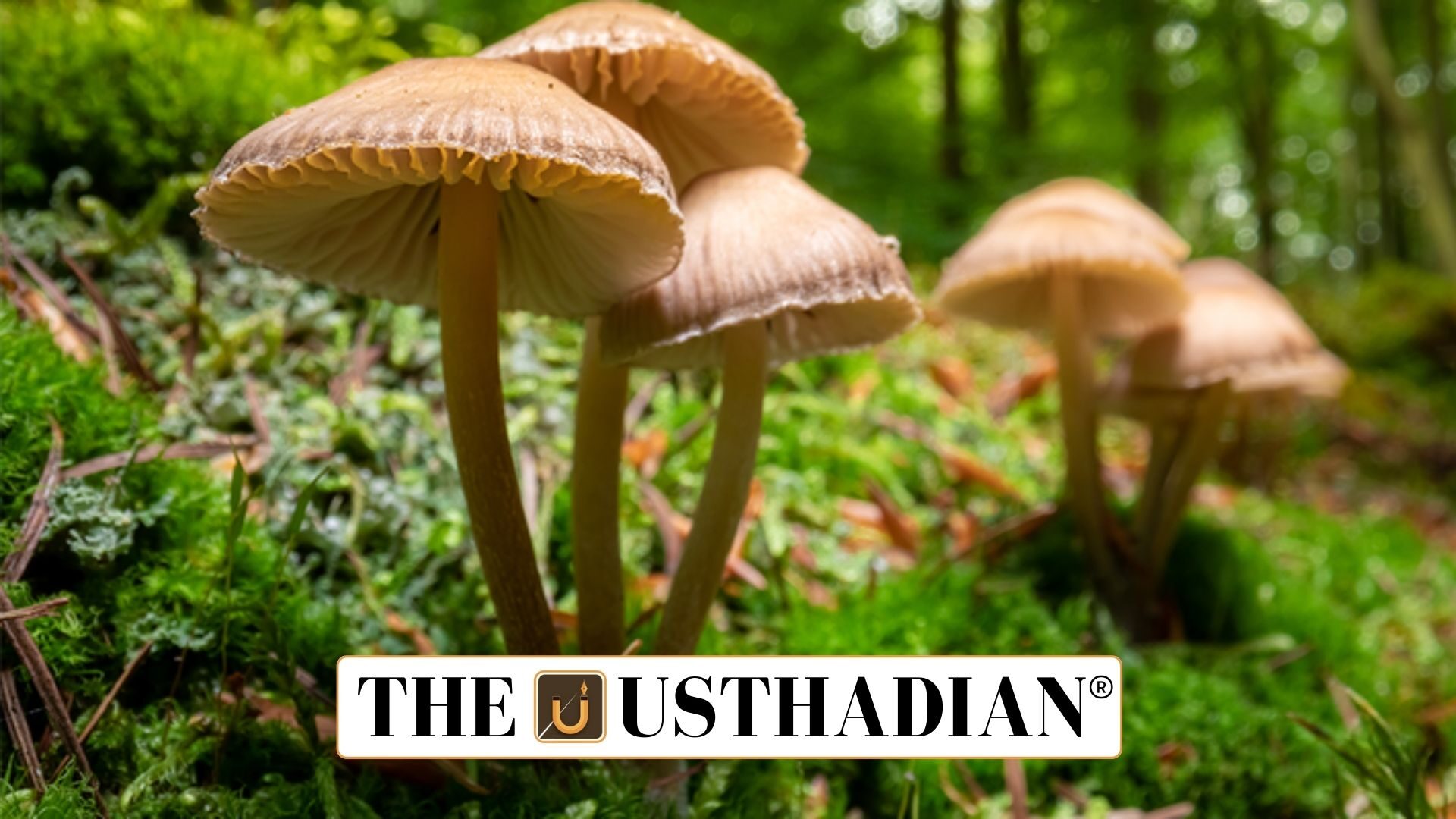 New Edible Mushroom Found in Meghalaya Forests