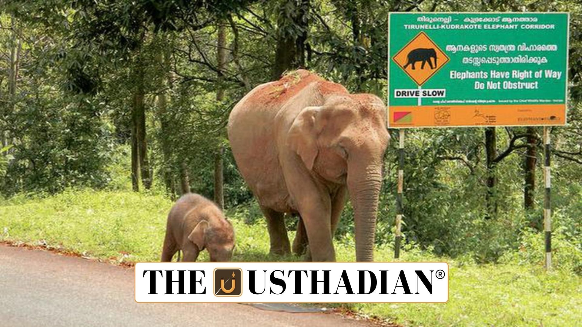 Segur Elephant Corridor Ruling