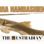 Garra nambashiensis discovery in Manipur