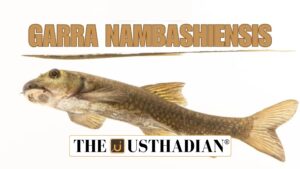 Garra nambashiensis discovery in Manipur