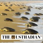 Telemetry Study on Olive Ridley Turtles in Tamil Nadu