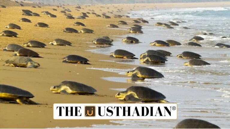 Telemetry Study on Olive Ridley Turtles in Tamil Nadu