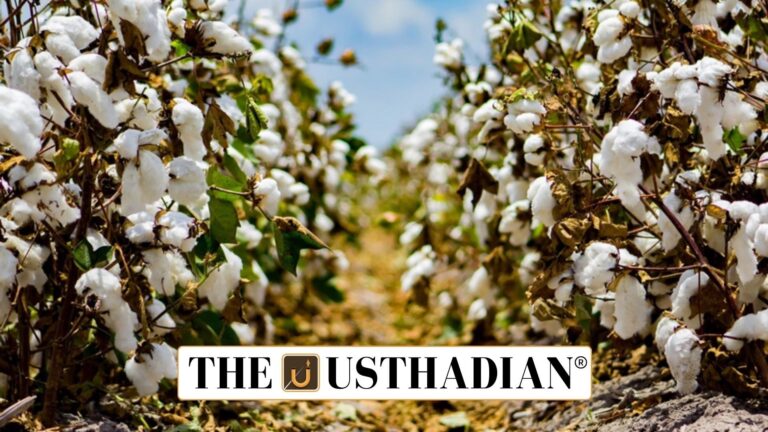 Tamil Nadu Cotton Farmers Struggle with MSP Gaps
