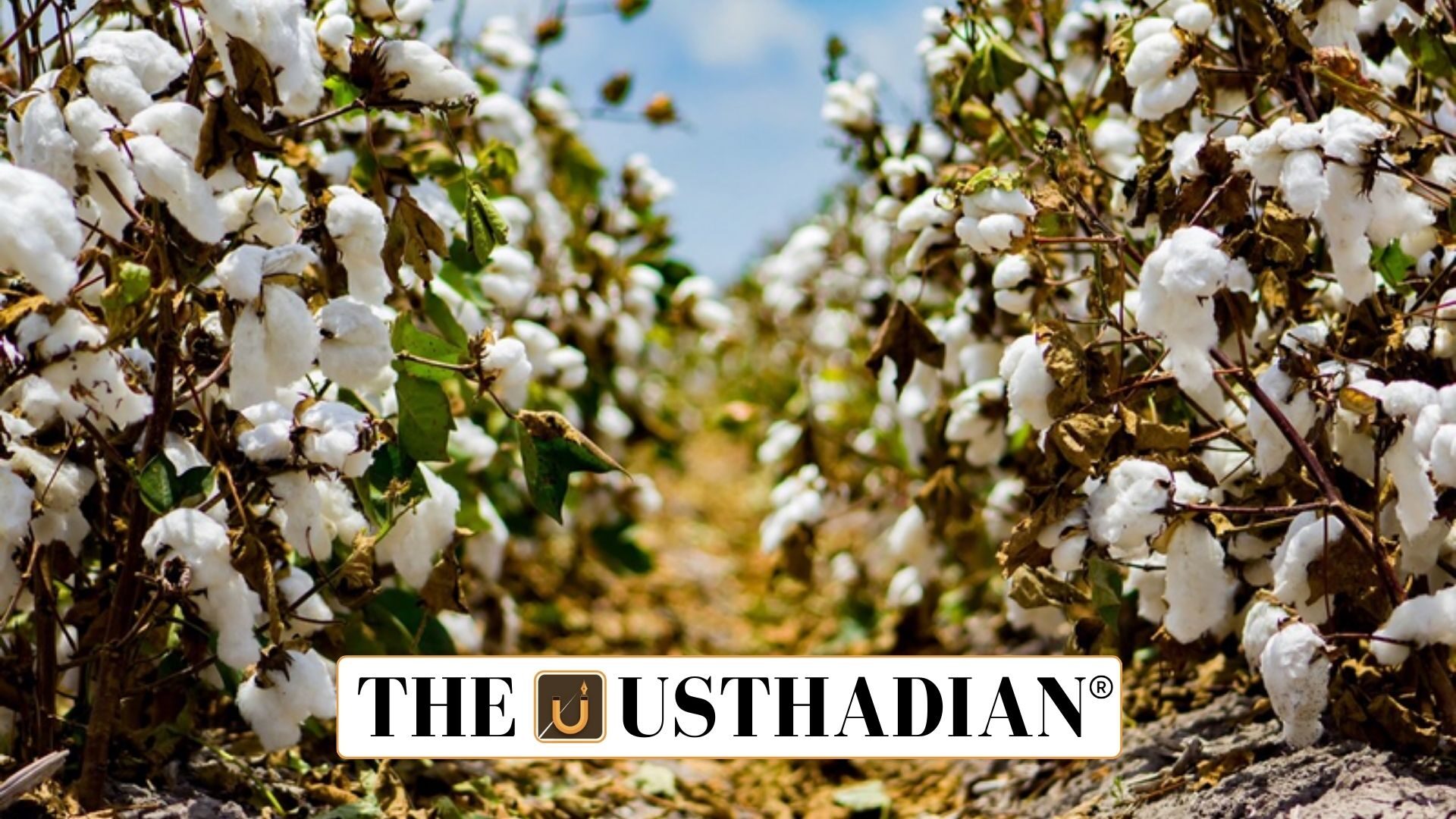 Tamil Nadu Cotton Farmers Struggle with MSP Gaps