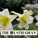 Nilgiris Lily Proposed as District Flower