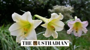 Nilgiris Lily Proposed as District Flower