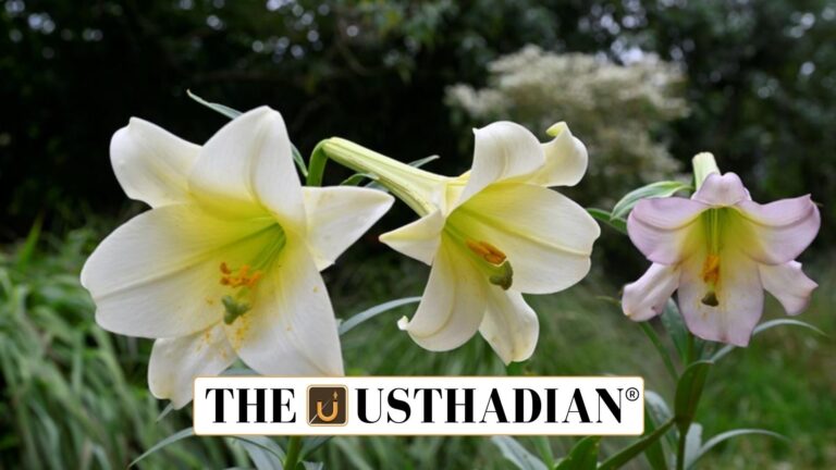 Nilgiris Lily Proposed as District Flower