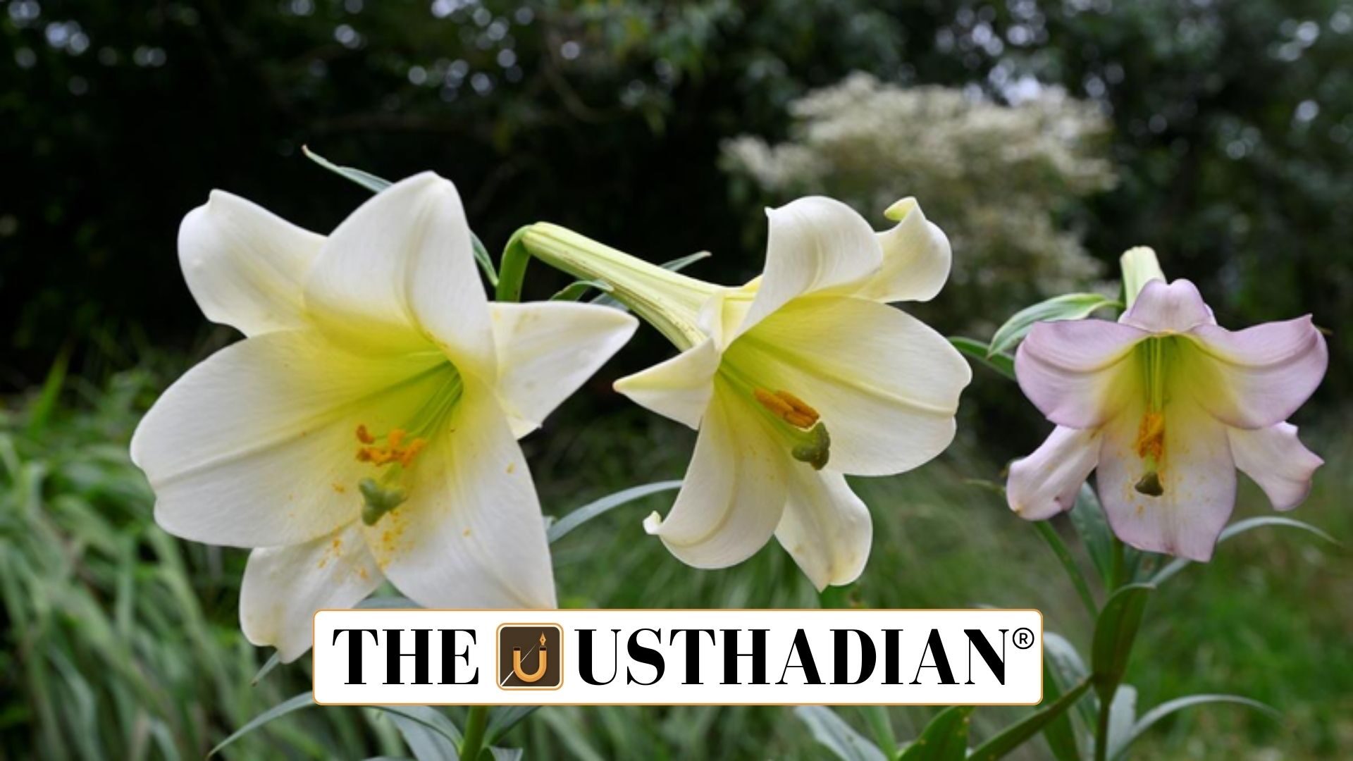 Nilgiris Lily Proposed as District Flower