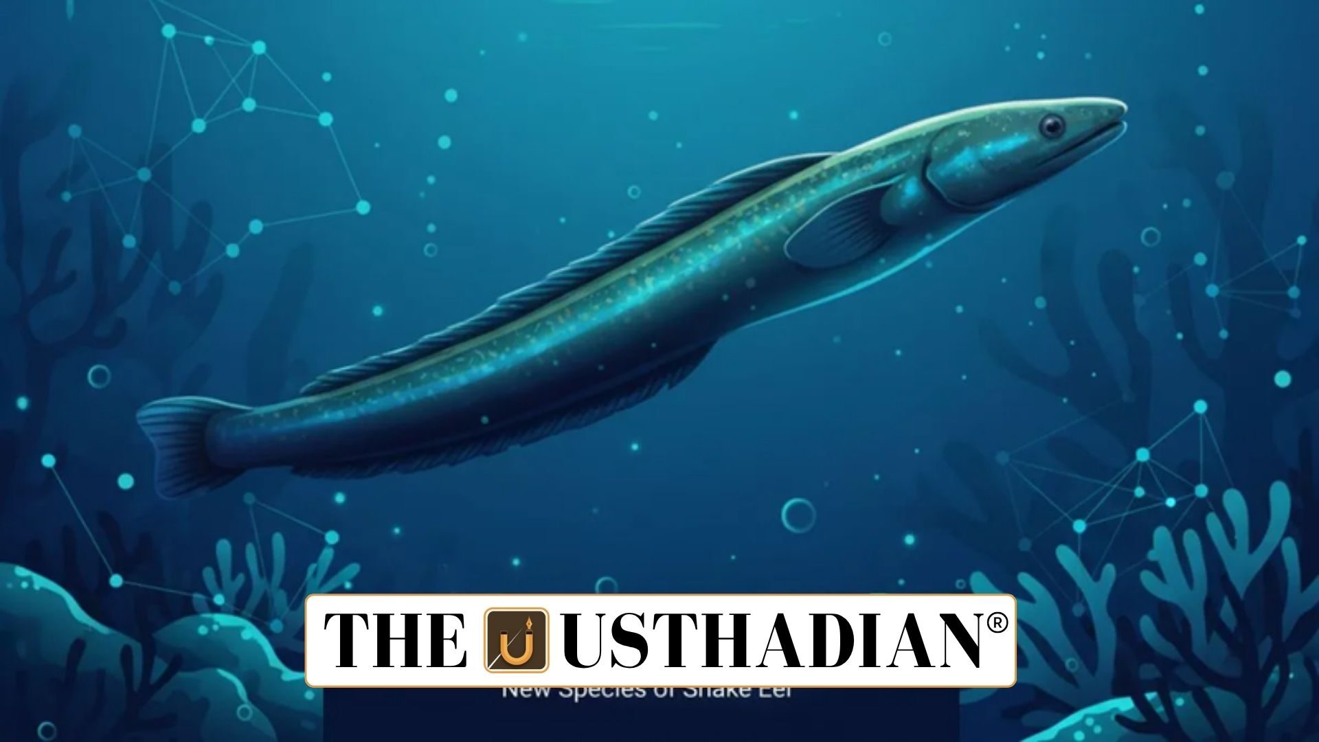 Snake Eel Species Discovery in India