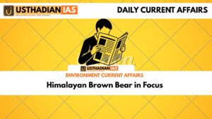 Himalayan Brown Bear in Focus