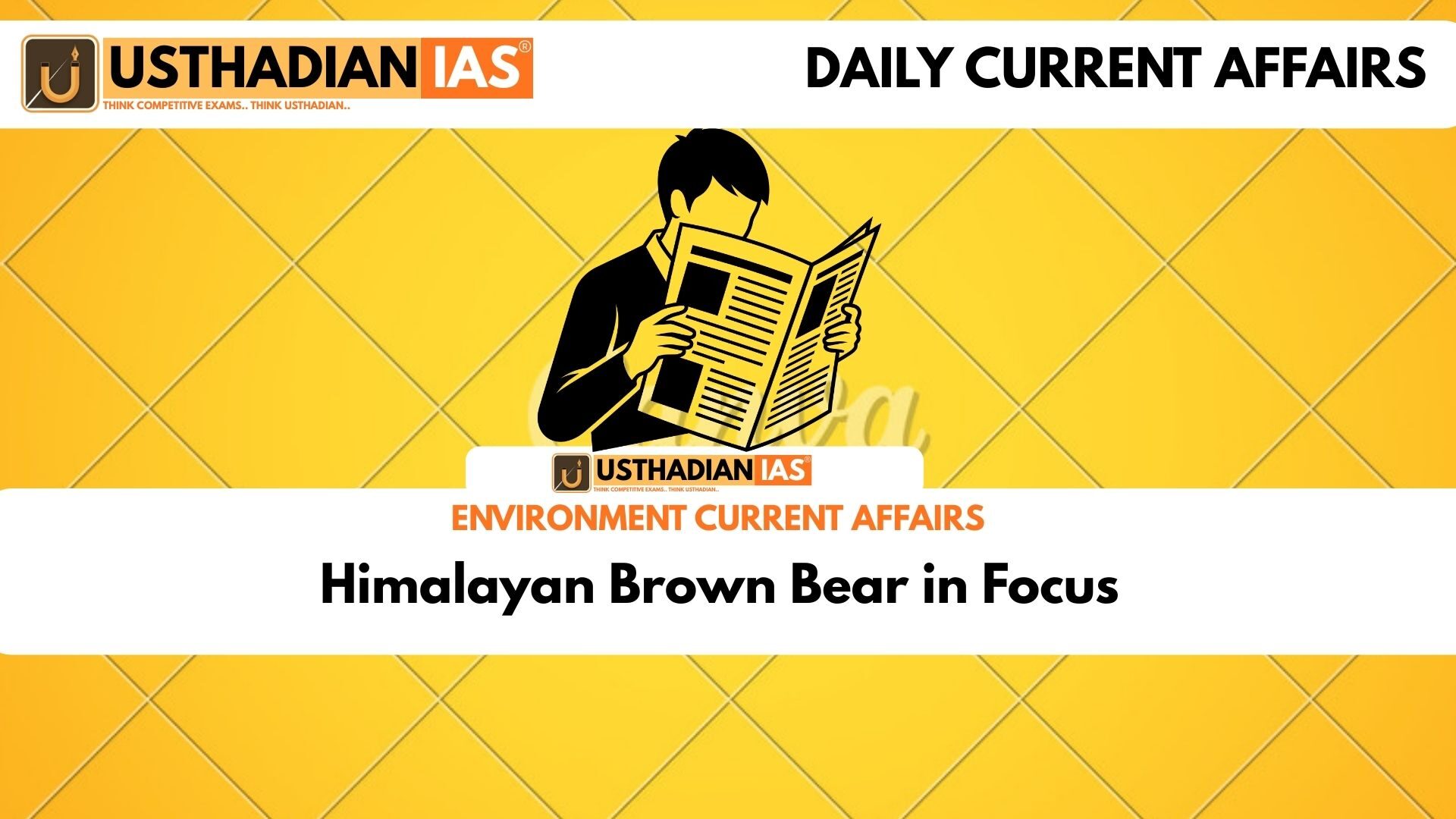 Himalayan Brown Bear in Focus