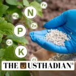 Cabinet Clears Fertiliser Subsidy Boost for Rabi 2025–26